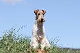 FOX TERRIER 378